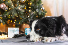 Funny Portrait Of Cute Puppy Dog Border Collie With Gift Box And Defocused Garland Lights Lying Down Near Christmas Tree At Home Indoors. Preparation For Holiday. Happy Merry Christmas Time Concept