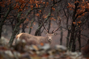 Wall Mural - Red deer in the Rhodope mountains. Male of deer stay in the forest. Trophy deer look eye to eye. Bulgaria nature. Big stag in autumn wood. 