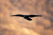 Common Raven In The Rhodope Mountains. The Raven Is Flying In The Bulgaria's Mountains. Black Bird On The Sky. European Nature. Ornithology In Bulgaria