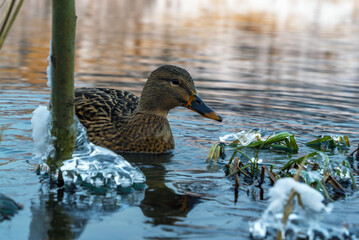 Wall Mural - Duck close-up swims through the water in a freezing pond on a winter day.