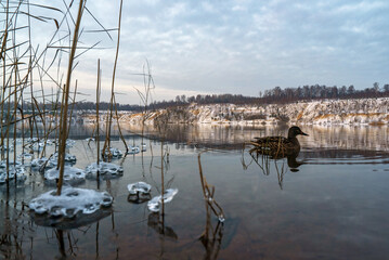 Wall Mural - A duck swims among the ice floes on the water in a freezing pond on a winter day.