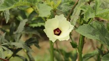 4k Footage Of Yellow Okra Flower. Okra Flower In Okra Vegetable Farm. Yellow Ladyfingers Flower. Vegetable Flower.