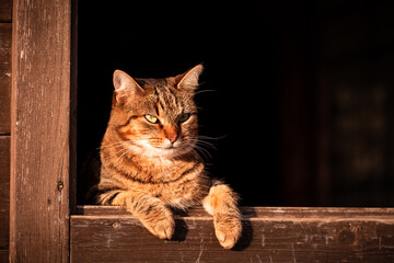 Beautiful cat with colorful eyes, looking curious and funny.