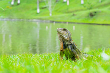 South American Female Green Iguana, Standing On The Green Grass Raising Her Head, Looking Curiously, While Walking Around The Lake.