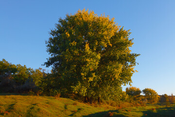 Wall Mural - Deciduous tree at the grass meadow . Green nature scenery 