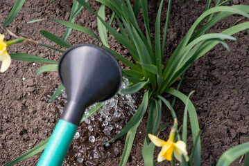 Wall Mural - Watering flowers with fertilizer. Fertilizing blooming flowers in spring with water