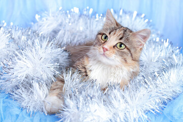 Wall Mural - Kitten and Christmas tree decorations. Cat lies on a blue  background. Portrait of a small Cat. Pet care. Happy New Year. Winter. 2023. December. Shiny stars. Merry Christmas. Pet. Xmas 