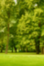 Blur Natural And Light Background In The Park. Bokeh Light Yellow Green Abstract Backgrounds Textures.