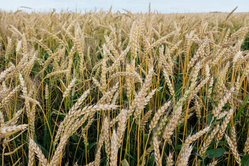 Wall Mural - Closeup view of wheat field in countryside