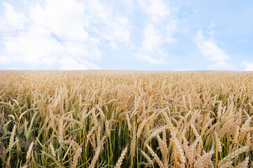 Wall Mural - Wheat field on sunny day in countryside