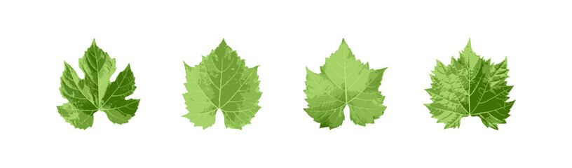 Set or grape leaves on white background. Illustration isolated vector