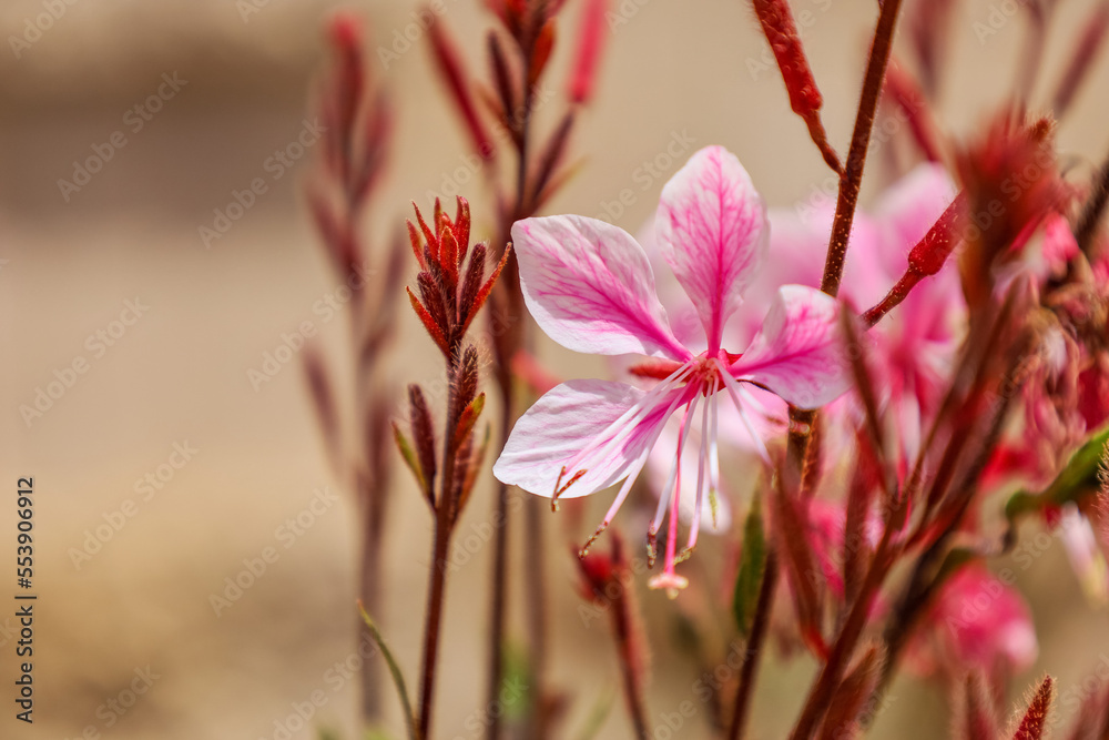Beautiful pink flower blossoming outdoors, closeup