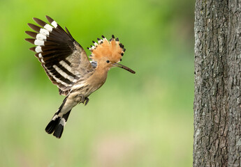 Poster - Eurasian hoopoe bird close up ( Upupa epops )