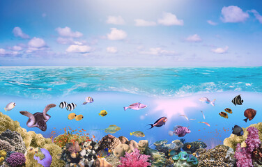 Canvas Print - Beautifiul underwater colorful coral reefs