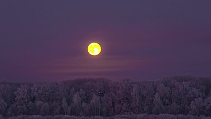 Wall Mural - The full moon rises above the winter forest with the trees covered with snow and frost - time lapse