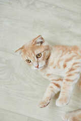 Wall Mural - Scottish fold ginger young cat lying on the floor at home, playful kitten, funny, love domestic pets.