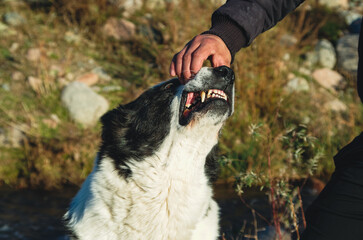 A man teasing and playing with a dog in a meadow