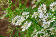 Coriander Blossoming Flowers in the garden, Organic Coriander white Flowers plant in summer time