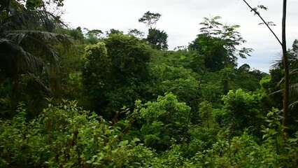 Wall Mural - scenery around the forest near the beach