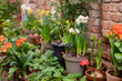 Blooming potted flowers rows along brick wall in patio home gardening
