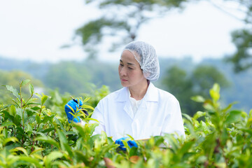 Researchers are checking the quality of tea leaves in tea plantations.Hand and tea leaves, soft tops of  leaves ,Researcher hands on plants have tea leaves at hand and work files to check for work