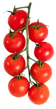 Branch Of Cherry Tomatoes