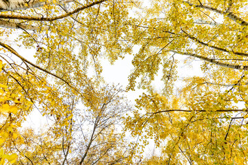 Wall Mural - Álamo temblones (Populus tremuloides​) en otoño