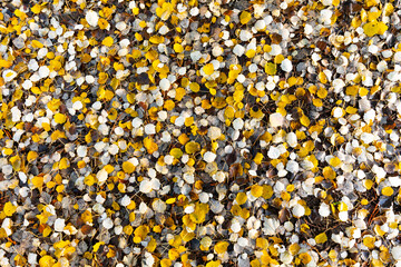 Wall Mural - Hojas caídas de álamo temblones (Populus tremuloides​) en otoño