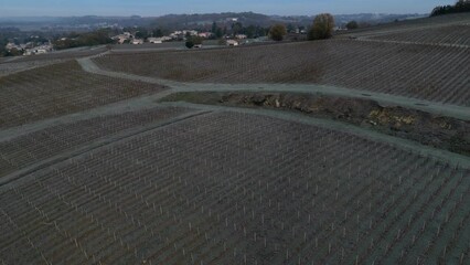 Wall Mural - Aerial view Bordeaux vineyard in autumn under the frost, Gironde, France. High quality 4k footage