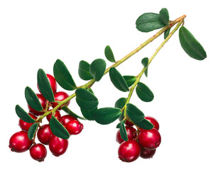 Wall Mural - Lingonberry (fruits of Vaccinium vitis-idaea) with leaves isolated png