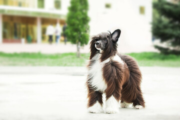 Long-haired Chinese Crested dog on the walk. Furry dog. Long-haired dog. Dog grooming