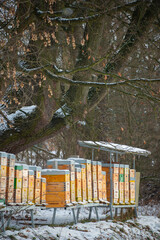 Poster - bee hive in winter - bee breeding (Apis mellifera) in winter time