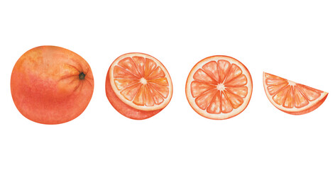 Watercolor illustration. Hand painted oranges, grapefruits, tangerines whole, cut, sliced. Tropical citruis fruits. Fresh juice ingredients. Vitamin C. Isolated clip art of food