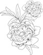 Isolated peony flower hand drawn vector sketch illustration, botanic collection branch of leaf buds natural collection coloring page floral bouquets engraved ink art.