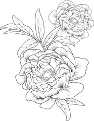 Wall Mural - Isolated peony flower hand drawn vector sketch illustration, botanic collection branch of leaf buds natural collection coloring page floral bouquets engraved ink art.