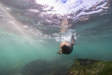 Seascape with California Sea Lion in the Pacific Ocean, California, United States