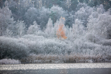 Wall Mural - hoarfrost on birch forest and reeds above wintry lake in the netherlands