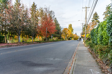 Wall Mural - Seatac Street Autumn Trees 10