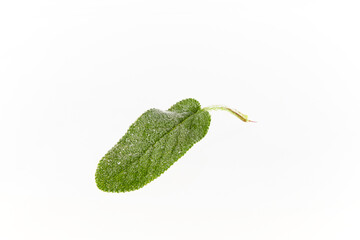 Wall Mural - sage herb leaf isolated on white