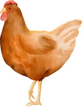 Watercolor Chicken