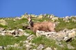 Kozice w Tatrach, zwierzęta, kierdel, coroczne liczenie przyrostu naturalnego, liczenie 