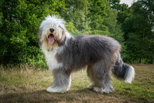 Old English Sheepdog Standing In A Field Looking At The Camera