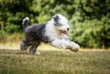 Old English Sheepdog Running Left To Right And Looking At The Camera
