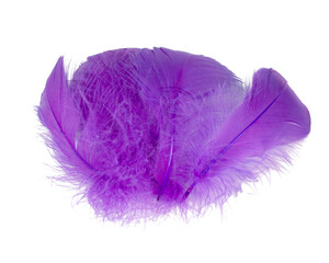 Wall Mural - Elegant violet fluffy feather isolated on the white background