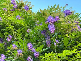 Wall Mural - Wisteria purple flowers climbing vine plant amethyst falls in the garden.