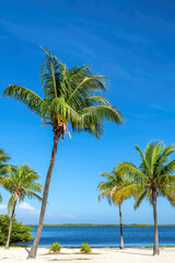 Wall Mural - Tropical sandy beach with coco palms in Jamaica Caribbean island. Summer vacation and tropical beach concept.