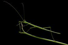 A Green Stick Insect, Acacus Sapuani, Imitating The Stick It Is Standing On.; Gunung Mulu National Park, Sarawak, Borneo, Malaysia.