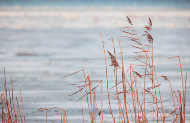 Wall Mural - Dry coastal reed over blurred sea water, natural photo background