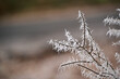 A bare winter bush branch covered in white hoar frost icicles