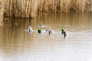 Wall Mural - Wild ducks mallard on the Mert Lake. Igneada district. Turkey.